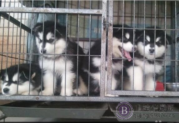 曲靖出售**斯加幼犬曲靖哪里买卖**斯加小狗